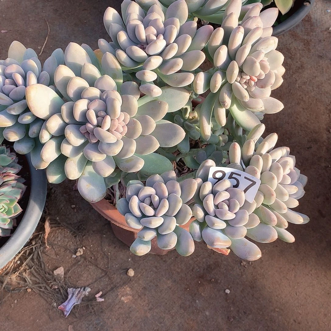 957美人手指 一物一拍多肉