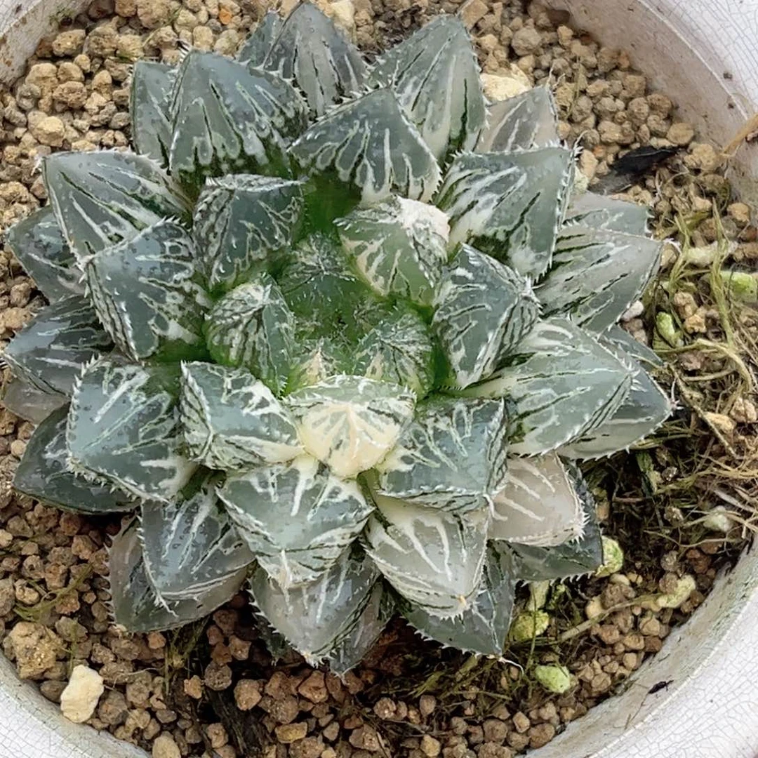 681小叶楼兰玉露锦福利专场