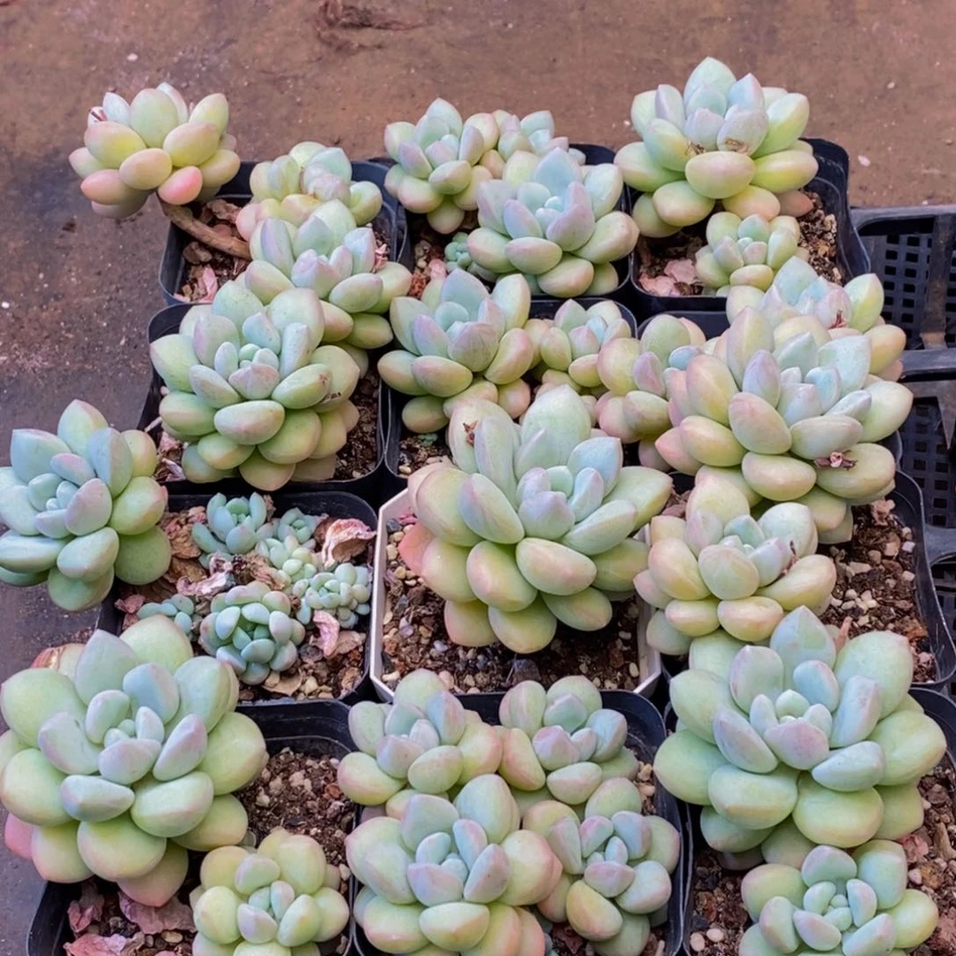 706多肉植物保护研究所所长