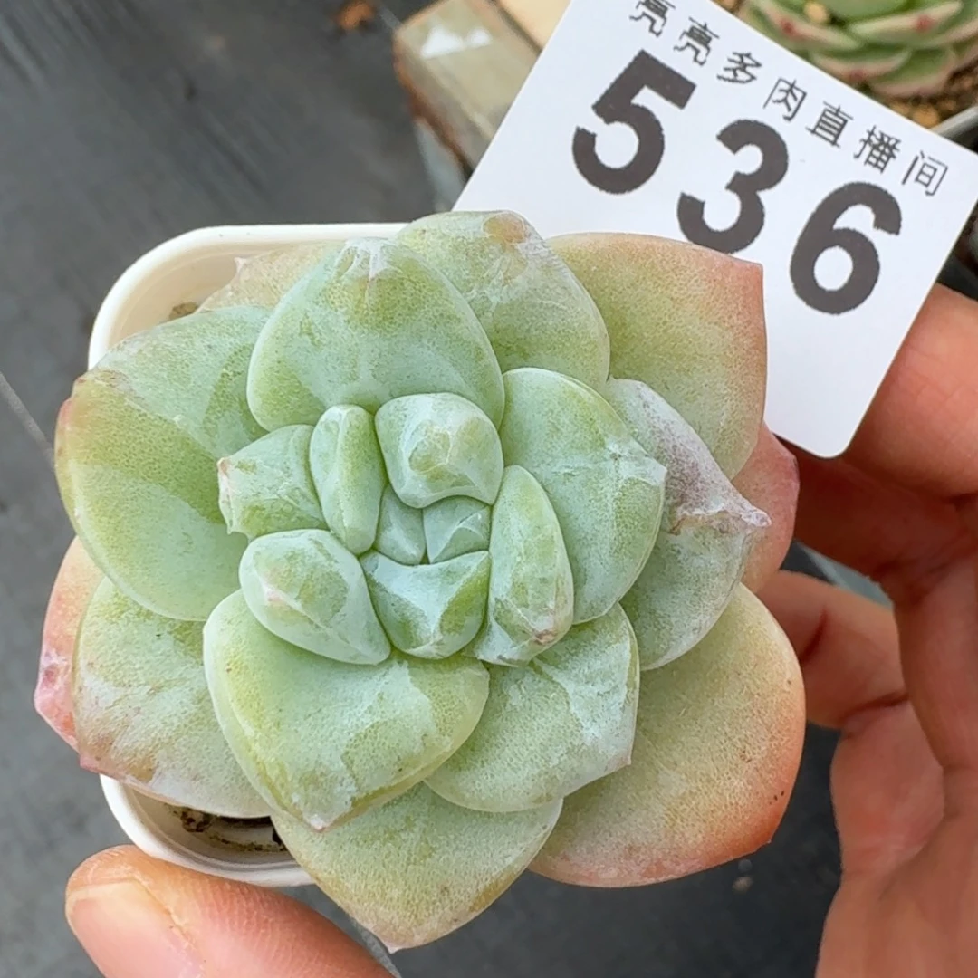 石化冰玉        精美多肉植物