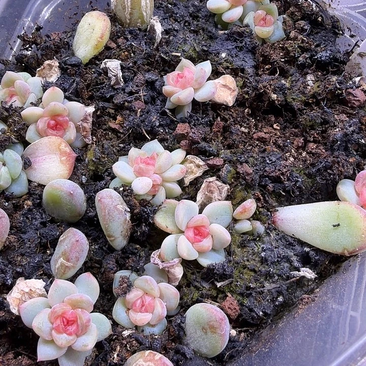 529随机单头一颗1.5cm