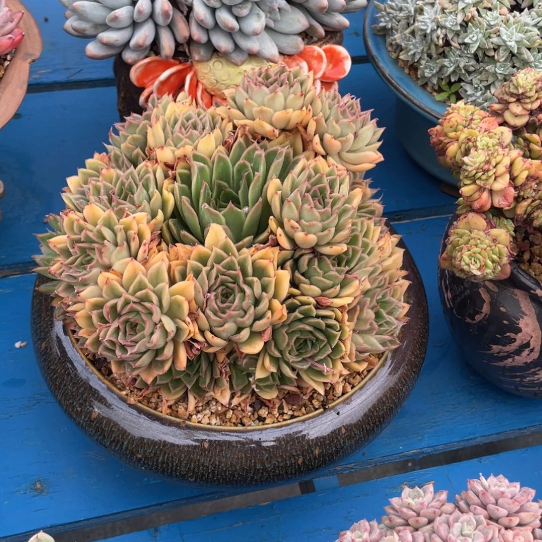 豆总多肉花蝴蝶群