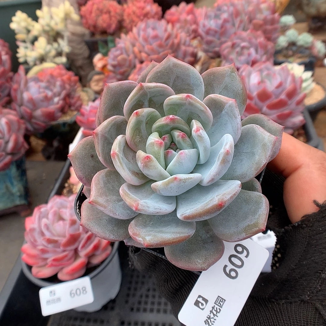 609星影多肉植物666