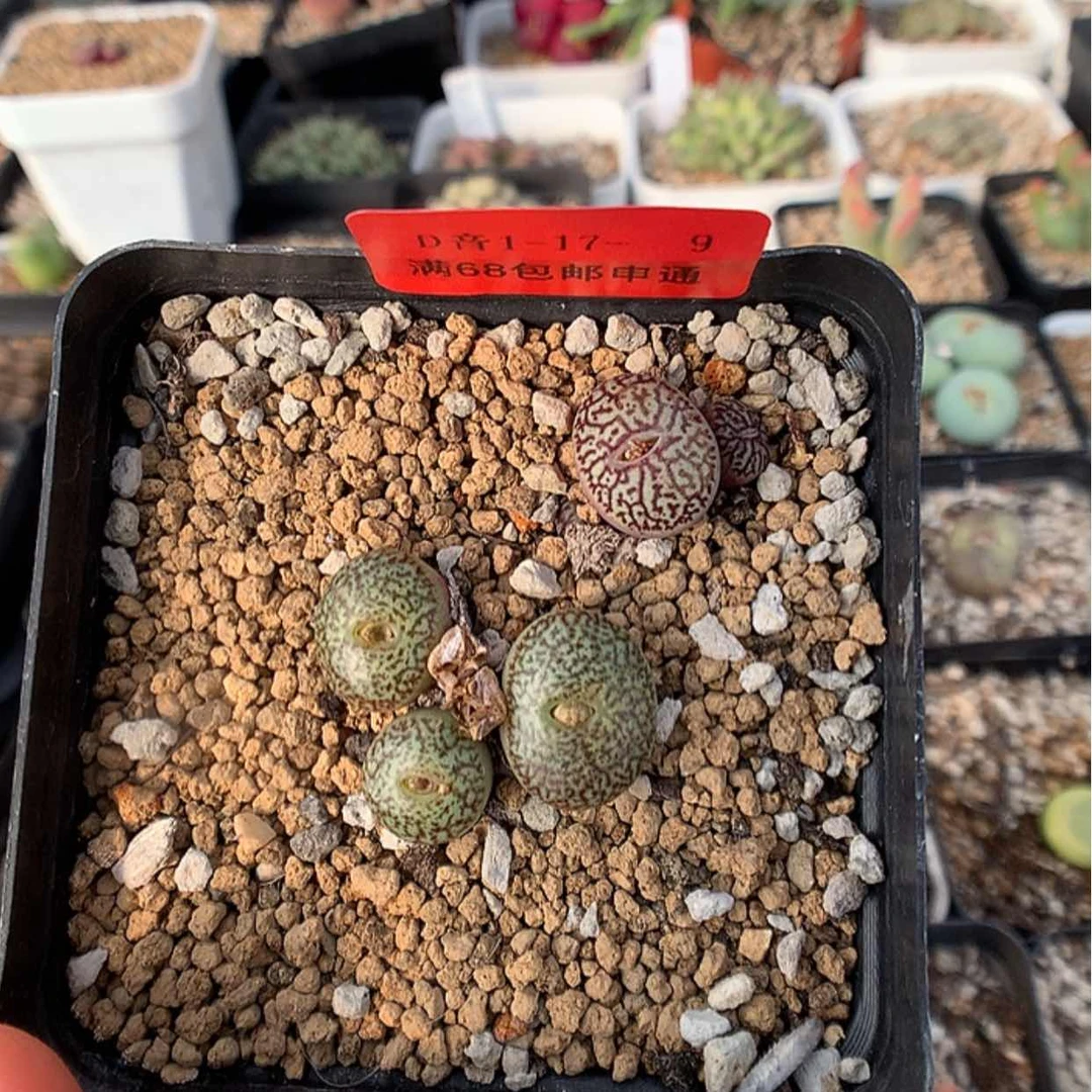 【闪购商品】1-17-9 组合1盆 40