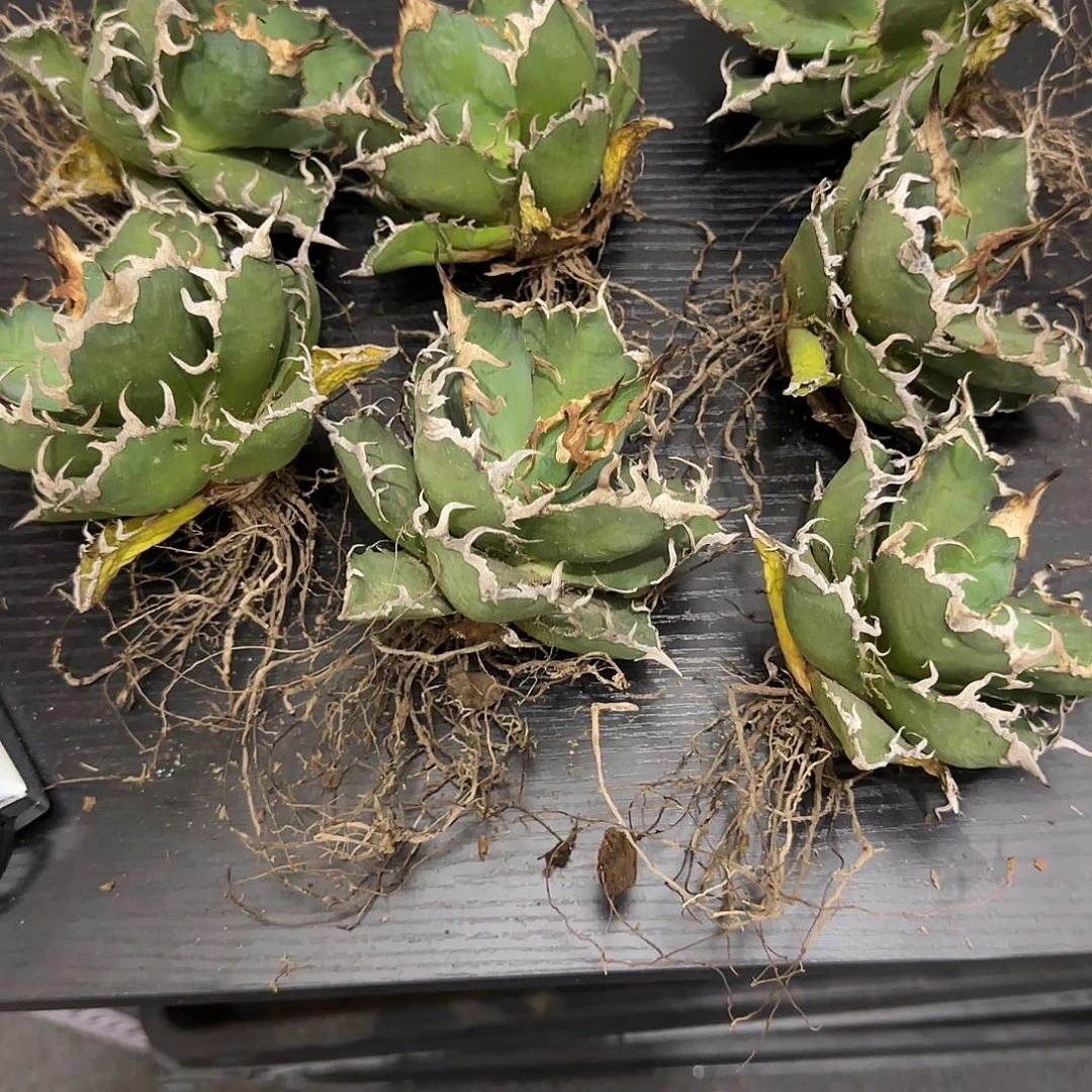 凯撒龙舌兰可挑选1111111