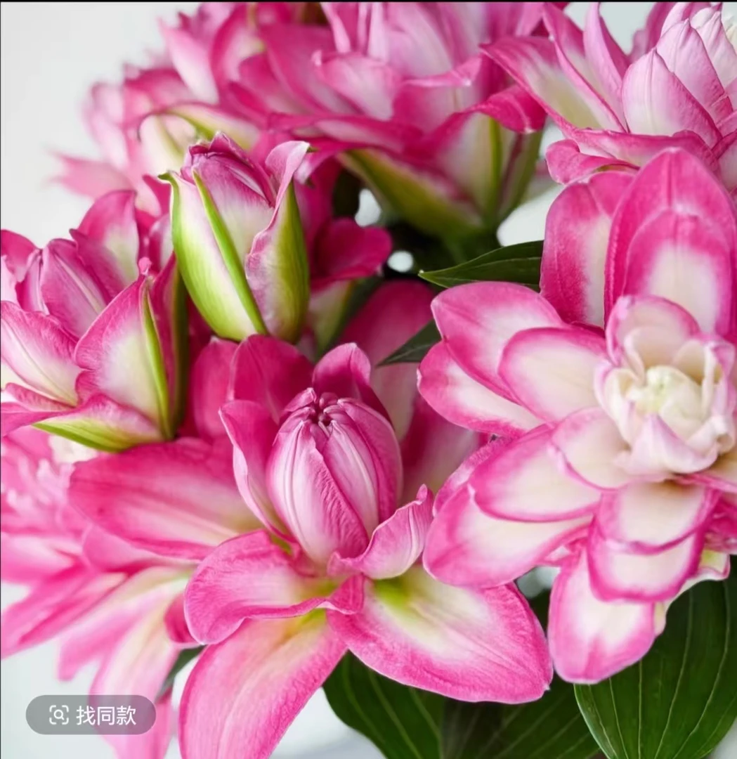 【如意粉重瓣】重瓣香水百合鲜花水养鲜切花瓶插花桌面装饰优质养护