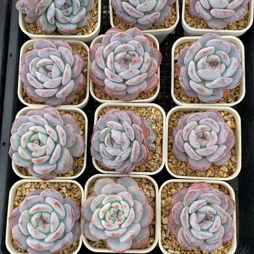 星影单头双头打包出