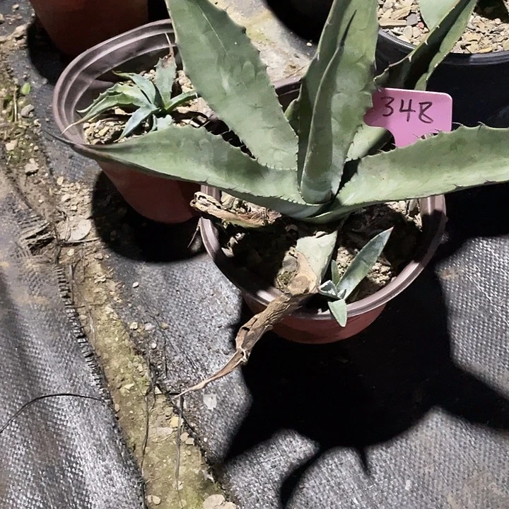 无花朵糙叶龙257889