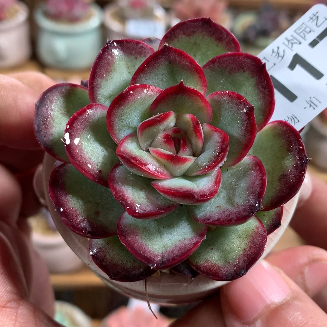 小尾巴多肉园艺5CM迷你拇指盆栽B117