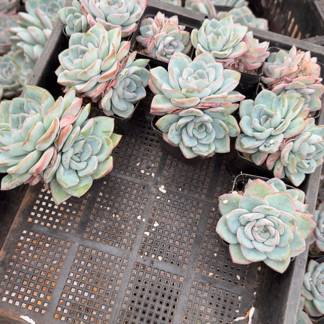 草莓泡芙双头9棵036