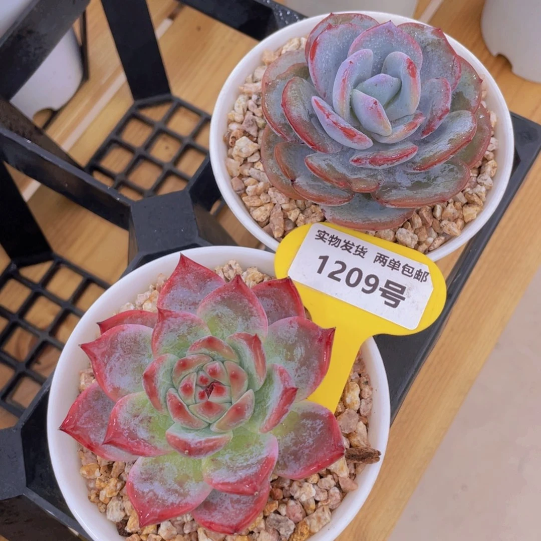 1209号 韩货奶茶捡漏加钻石卡罗拉