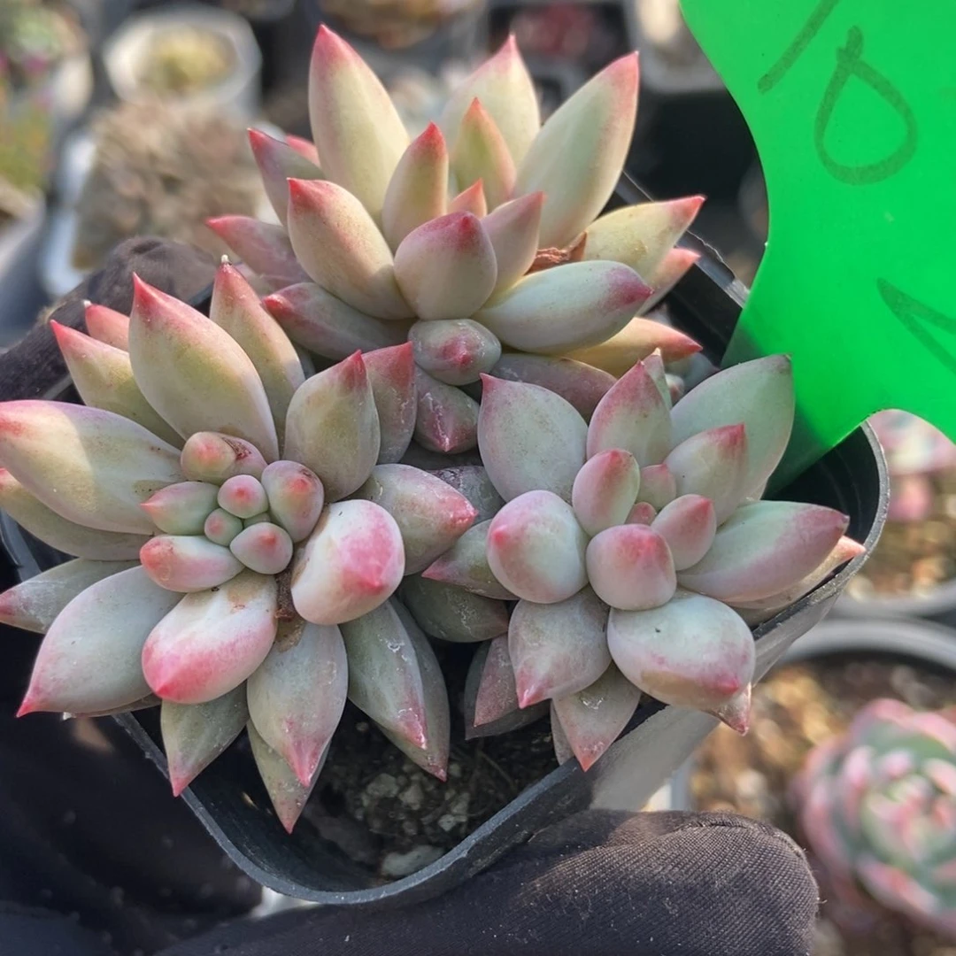 102余美人多肉植物保护