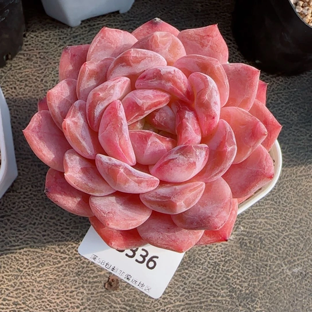 粉魄，3336多肉植物