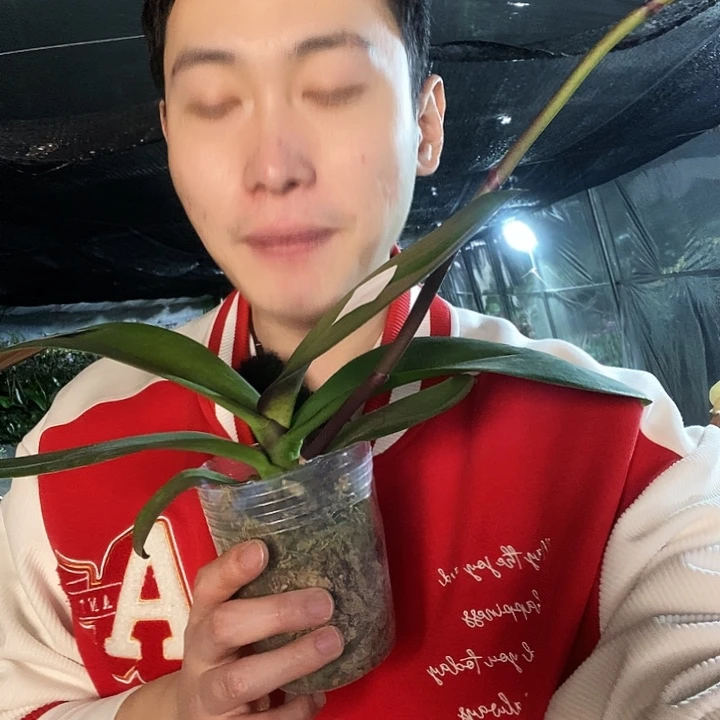 无花朵粉冠军蝴蝶兰