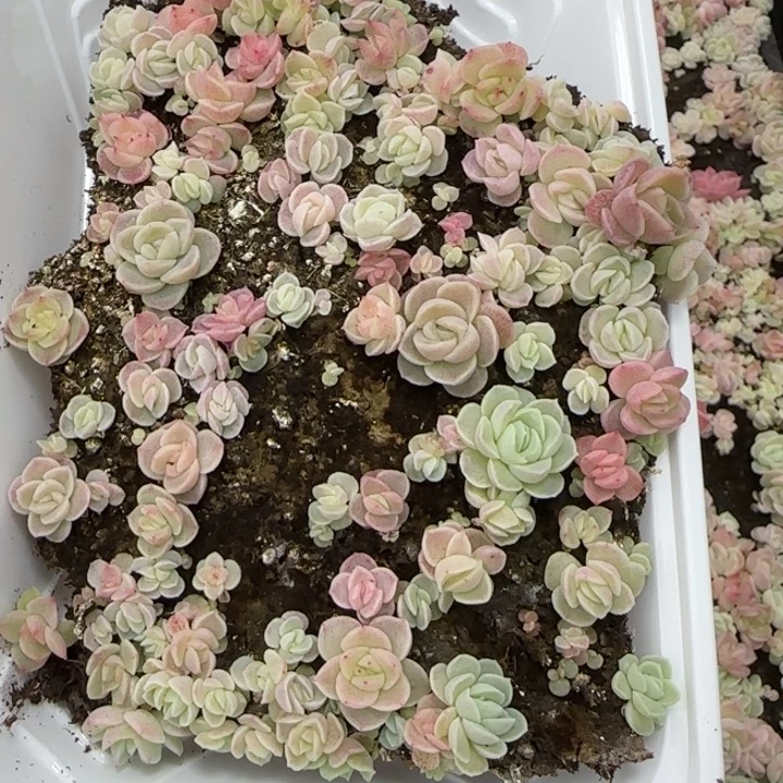 21王者系列种播苗一盒量拍保底30颗