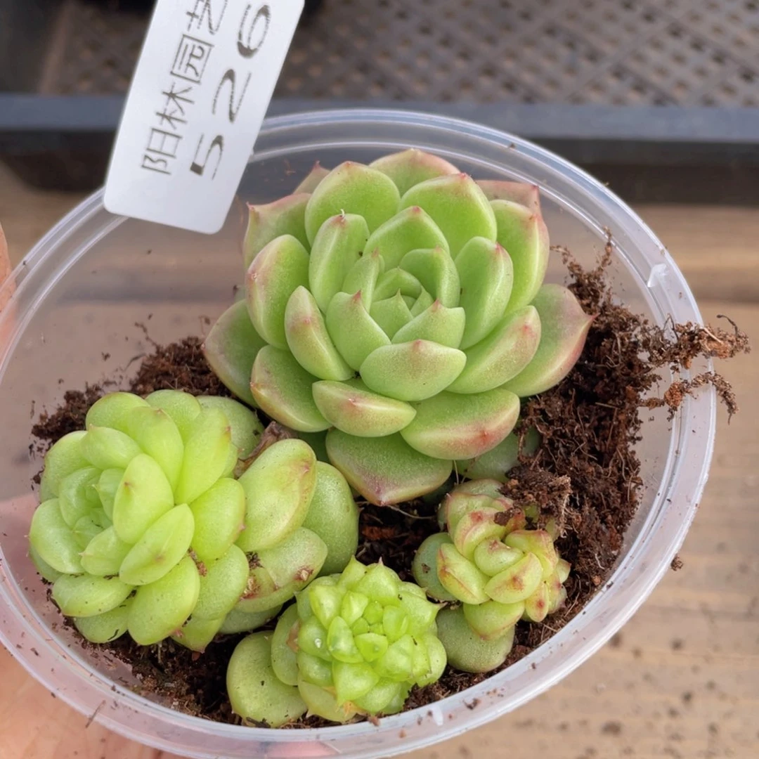 多肉植物多肉植物526