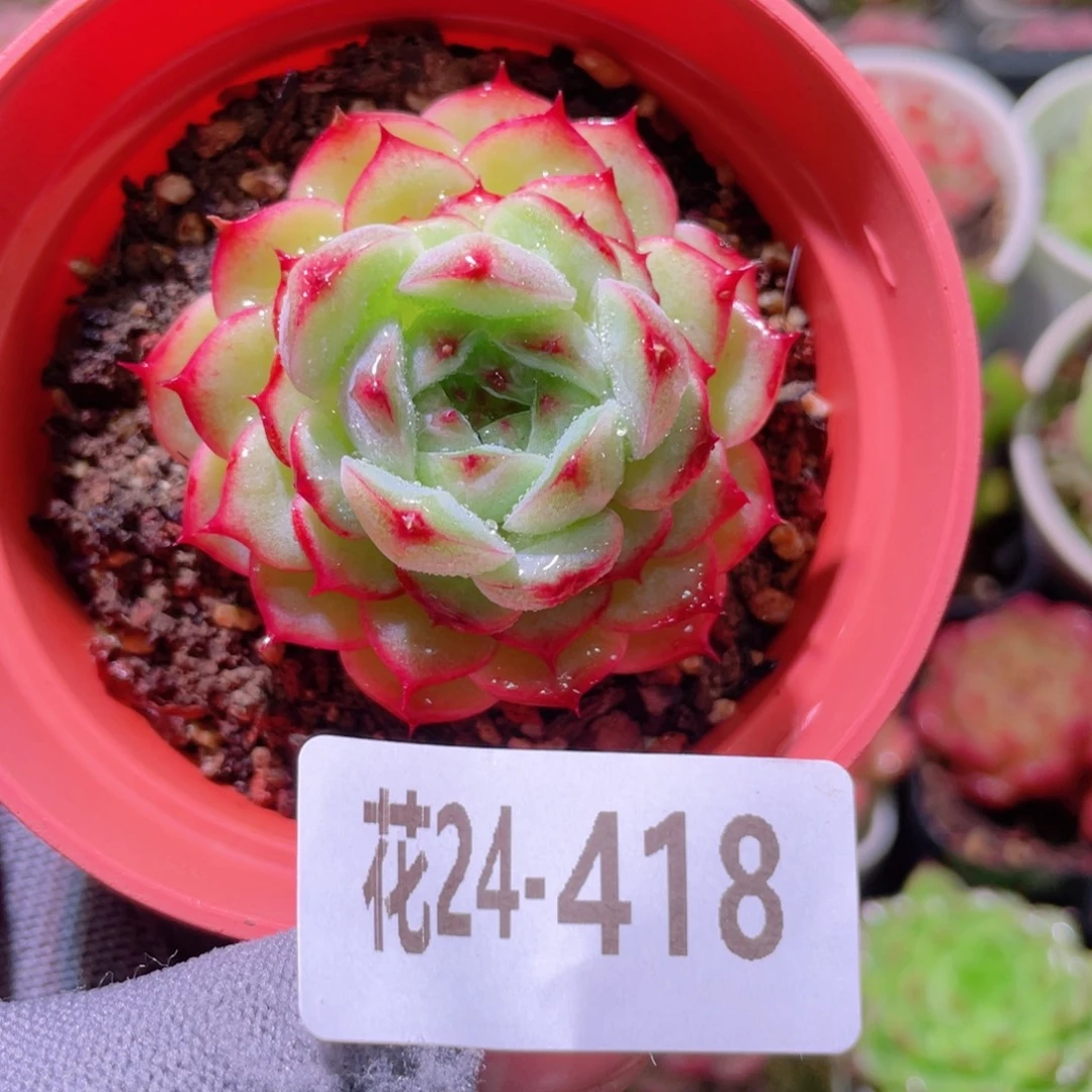 花利美24-418薄荷冰沙