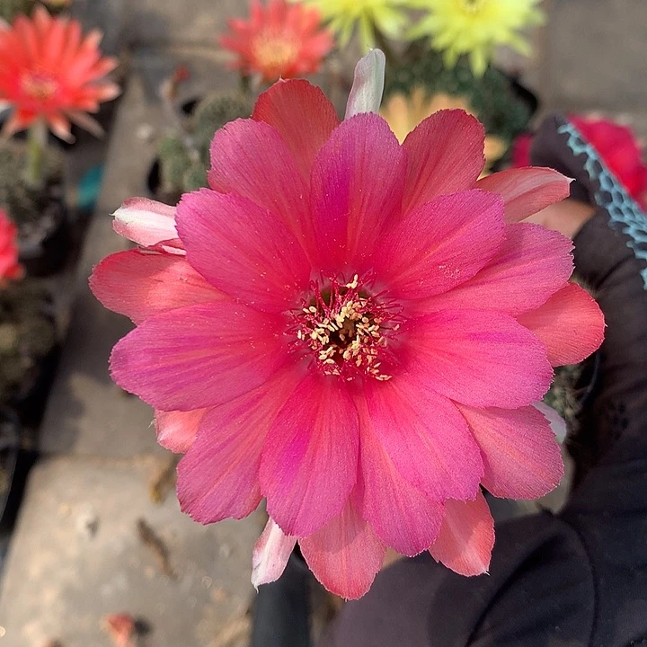 98 实生丽花6厘米盆