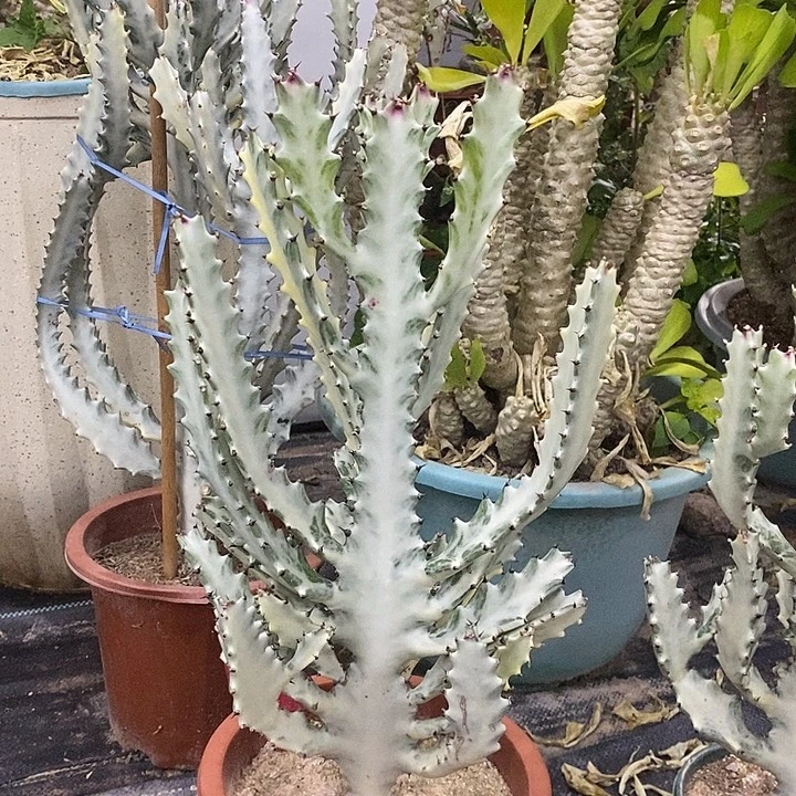 白龙骨一物一拍一棵