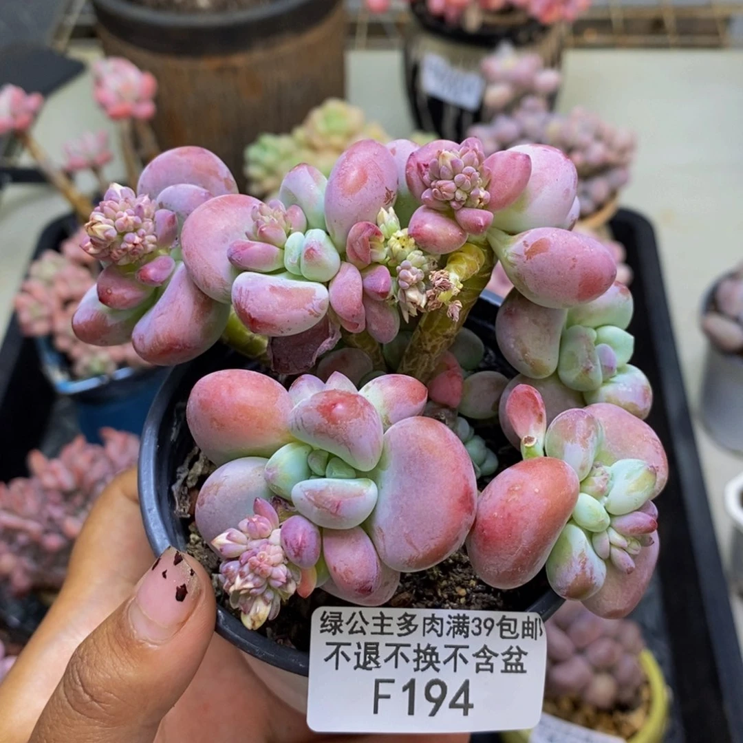 194腰子洛神多肉9c m