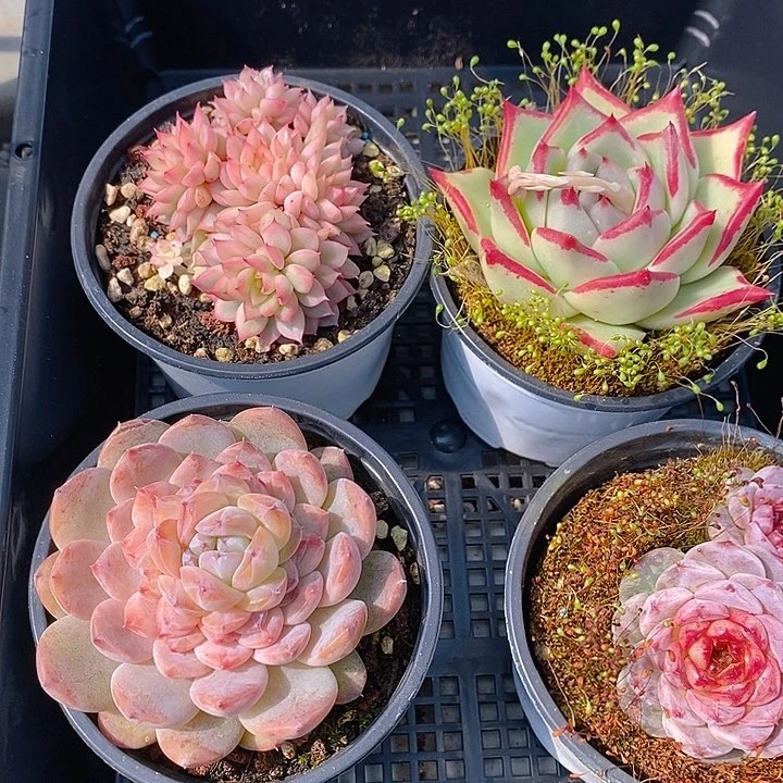 173多肉植物盆栽花卉植物