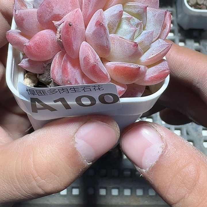 兜***糖100 多肉植物多肉植物