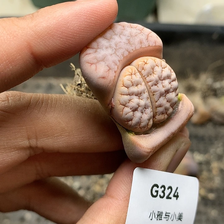 G324多肉植物保护