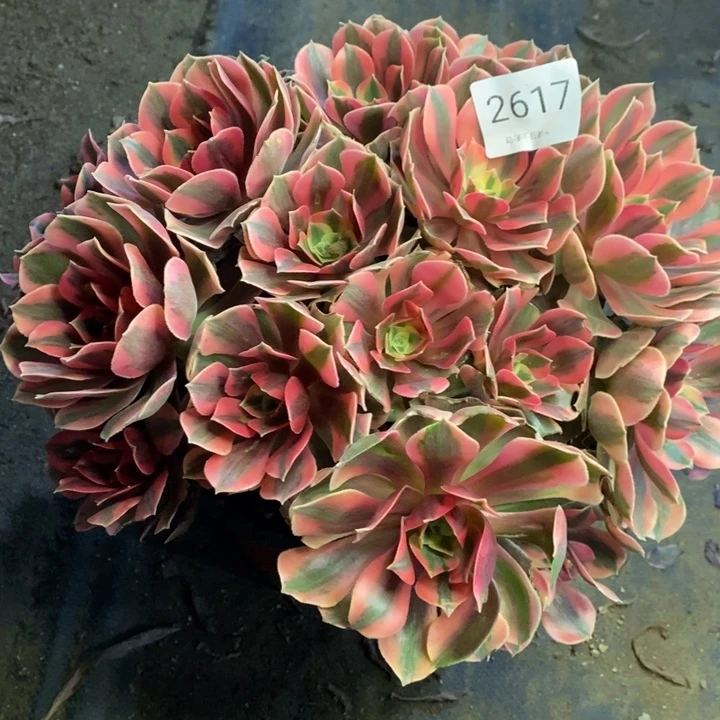 男神多肉断头不包2617