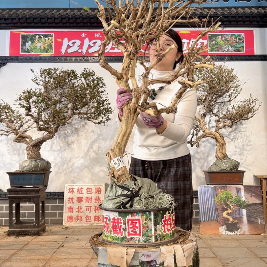 无花朵金银花888888