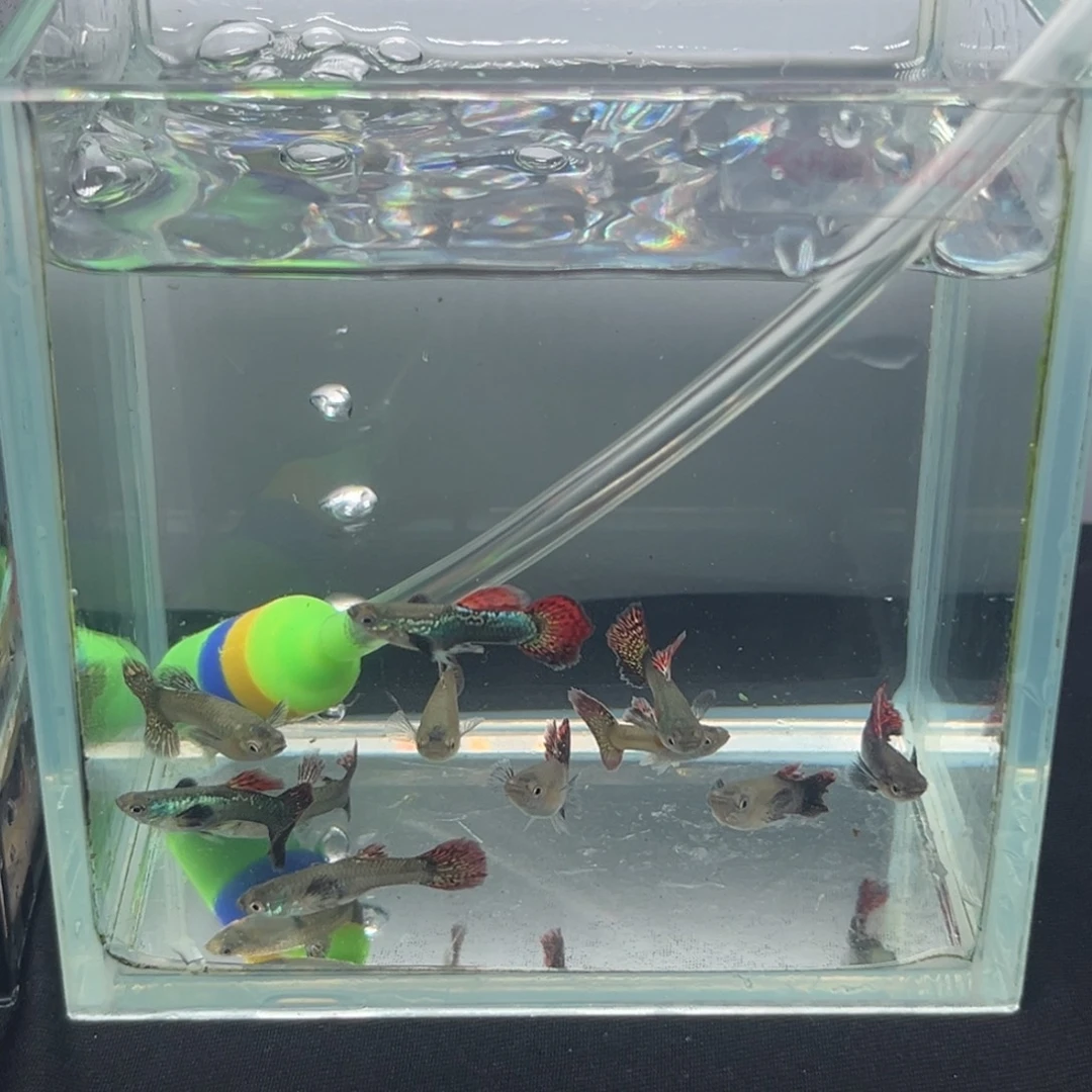 孔雀鱼越南大背红龙苗10条【拍一发二】