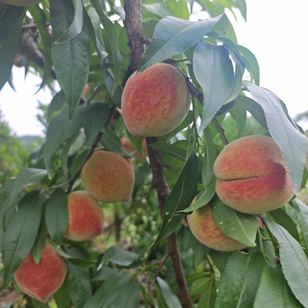 ［麻阳突围桃］麻阳突围桃水果之乡麻阳桃子突围桃