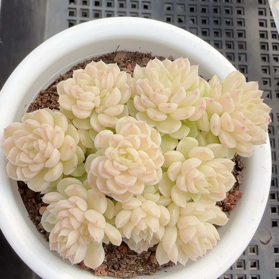 【闪购商品】0202-52（m1-452-1）