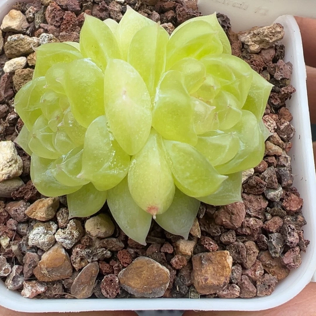 454号黄财晗雨多肉