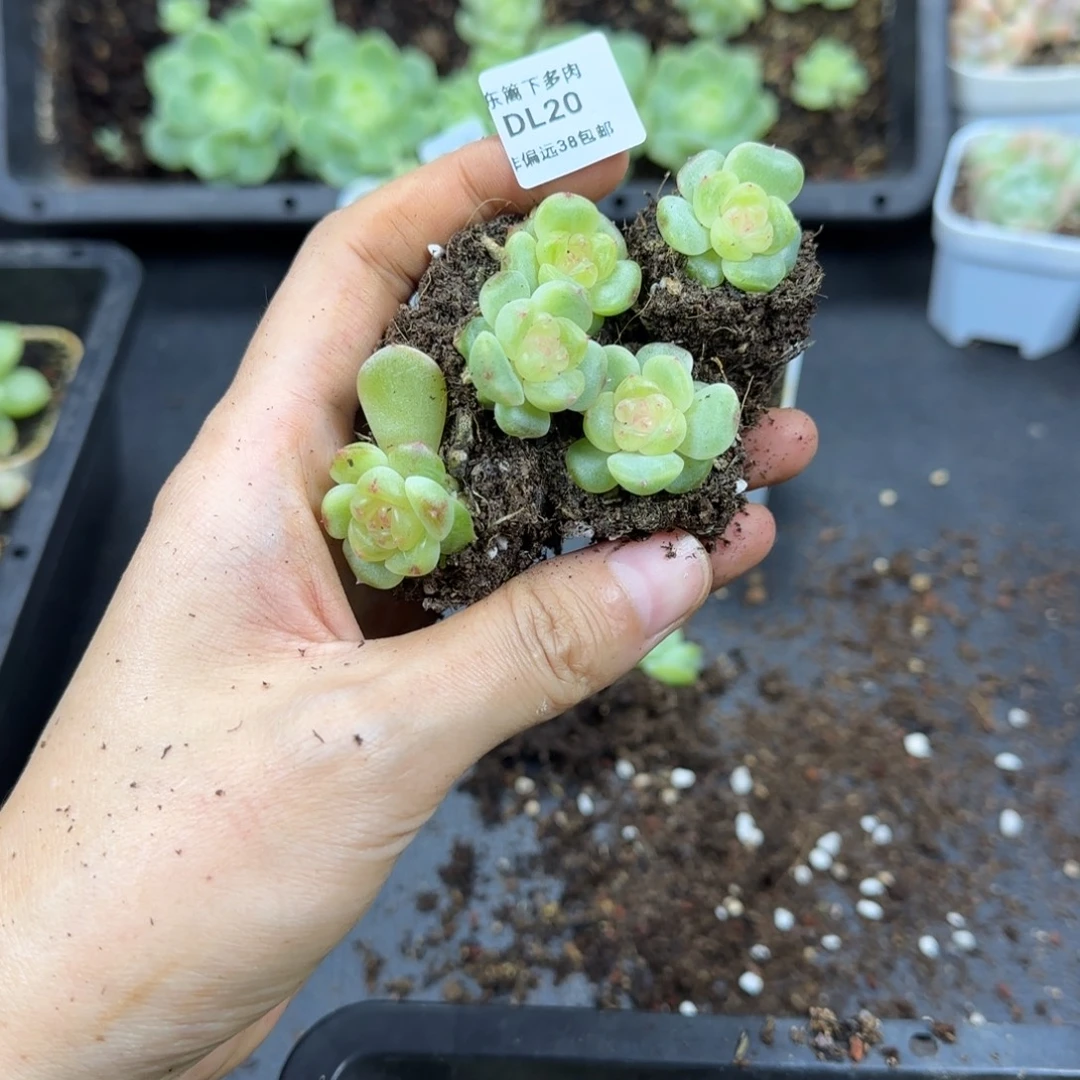 20东篱下多肉植物哈哈哈哈