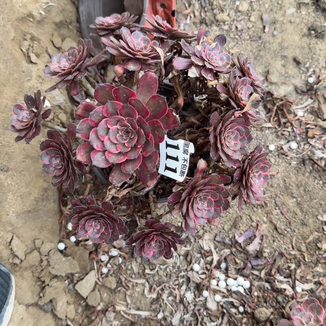 青***尧18阴法师紫霞仙子0111