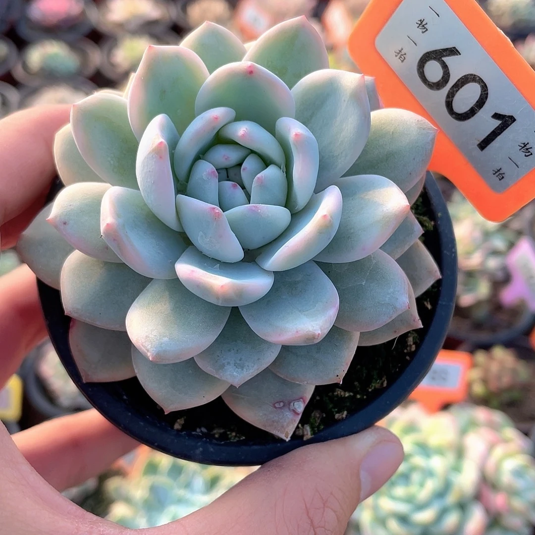 梦露锦601号多肉植物