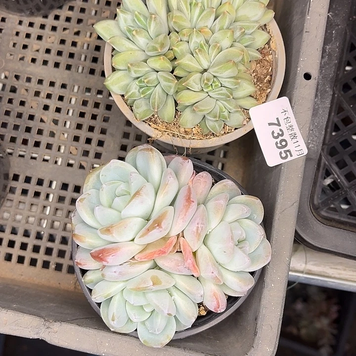 阿雅园艺。          7395两颗