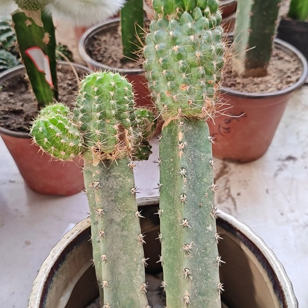 丽花火焰和丽7瑕疵福51