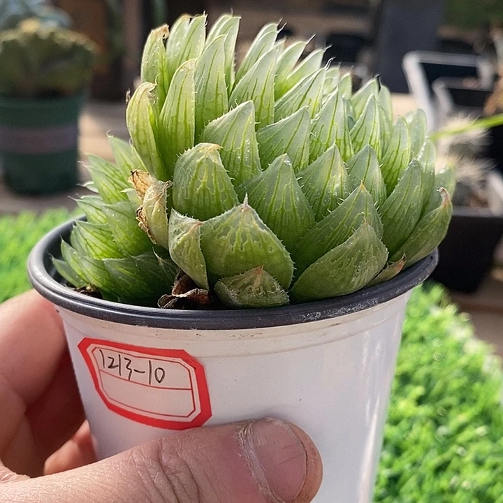 完美主义者勿拍121310