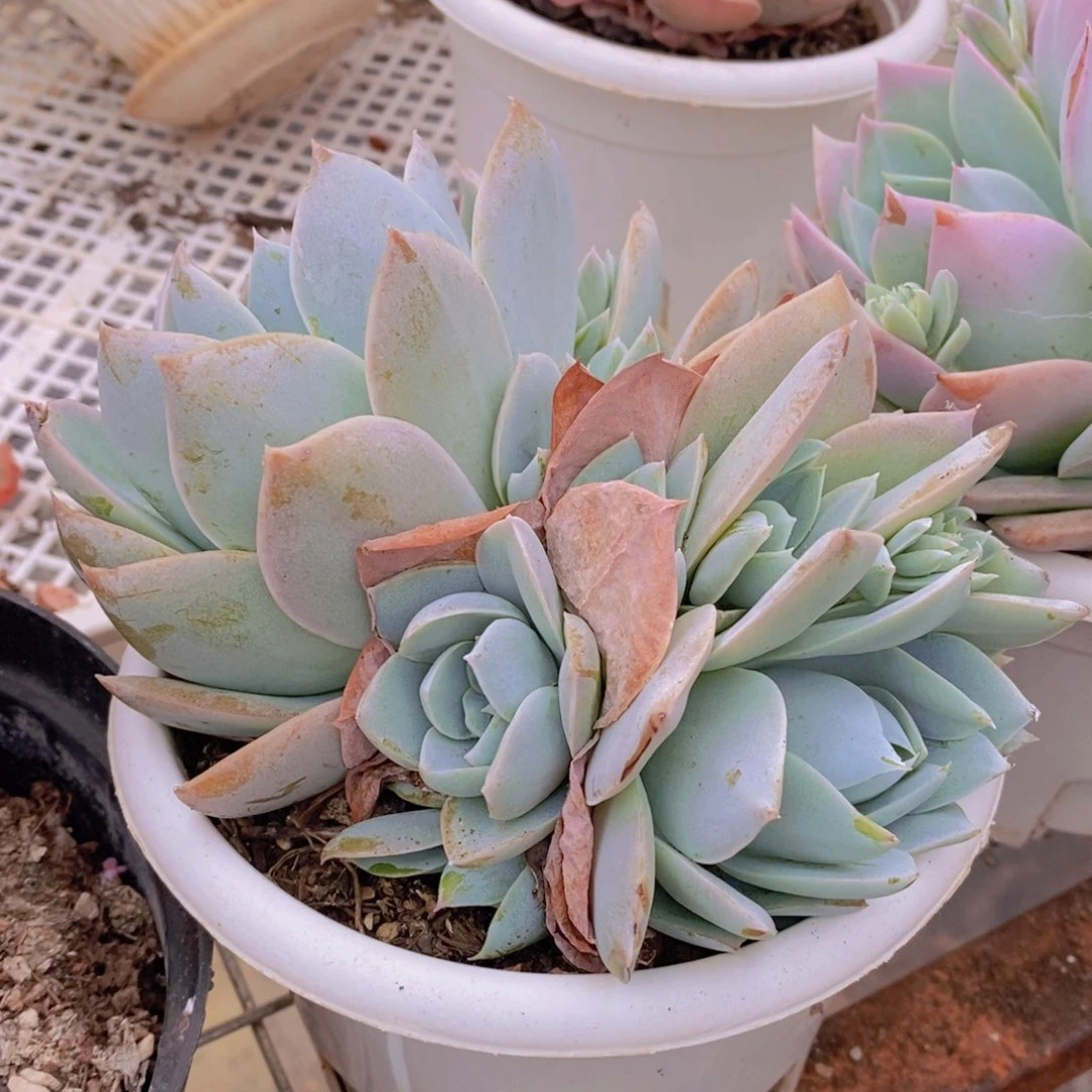 木兮甜心双头起发