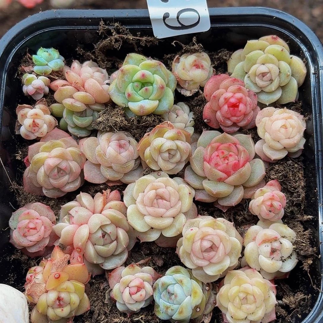 多肉植物多肉植物636