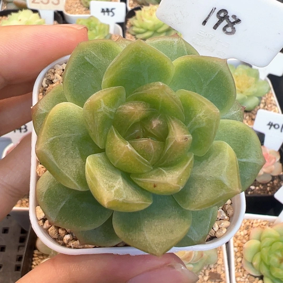198号无尽灯 晗雨多肉
