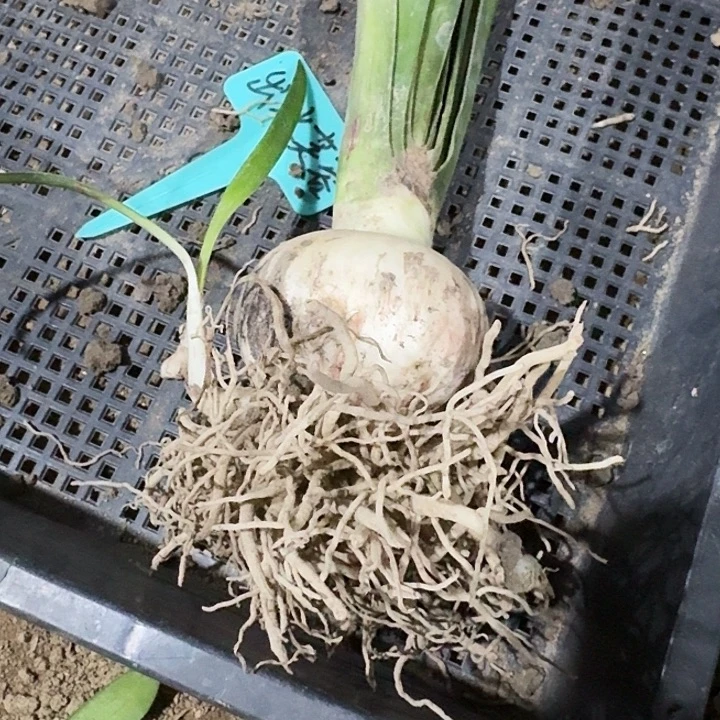 出水芙蓉朱顶红一棵6.5+