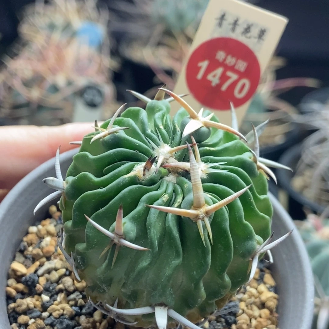 实生短豪刺太刀岚4.4cm