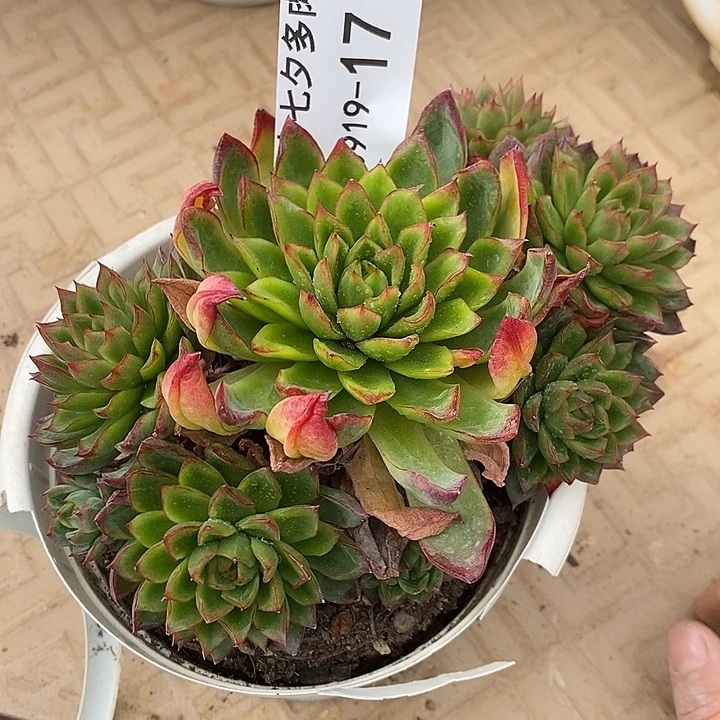 小七夕多肉绿龙17