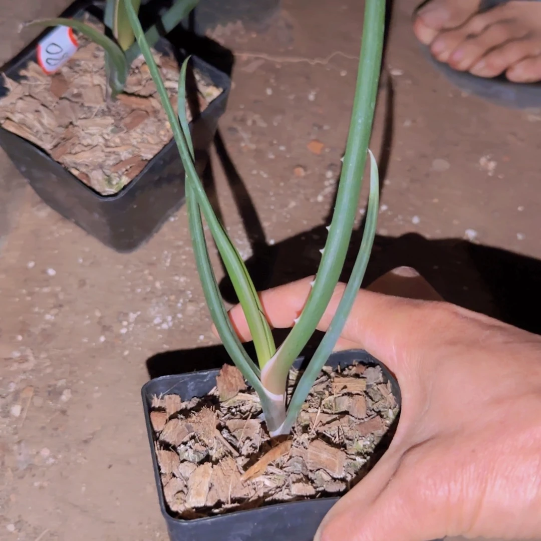 小*༻块根植物块根植物