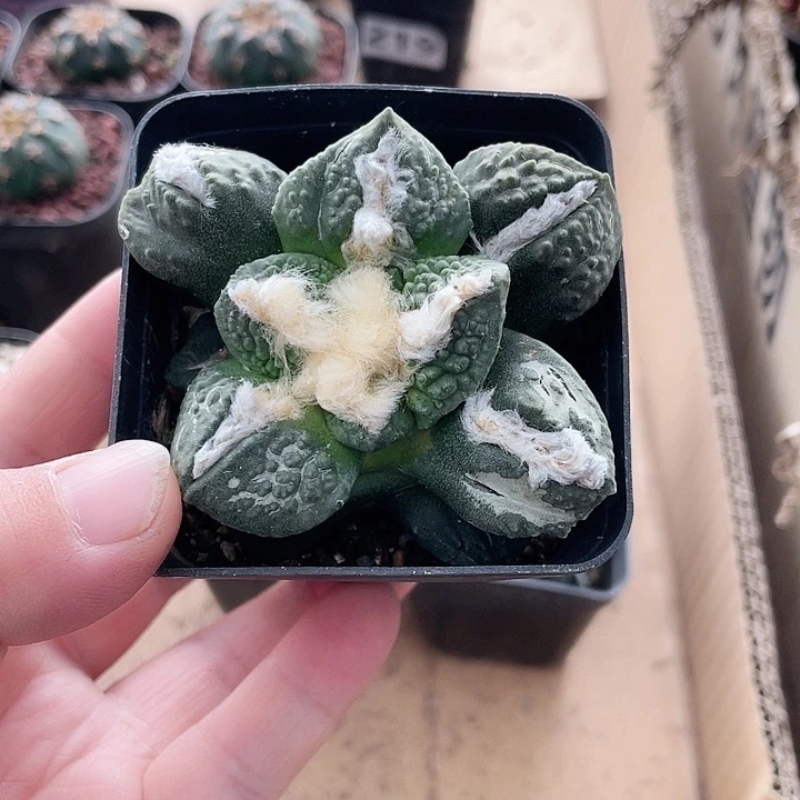 顽*281牡丹仙人球植物