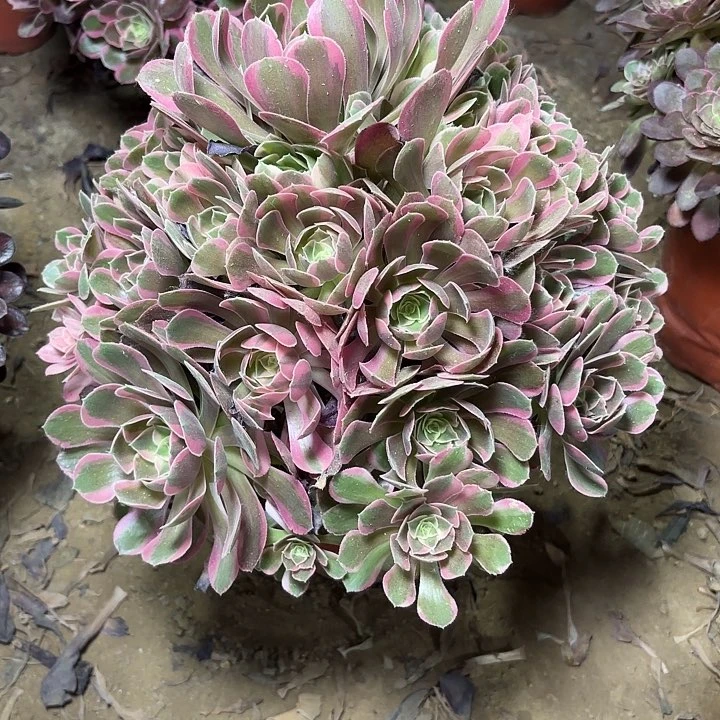 多肉植物粉女郎6