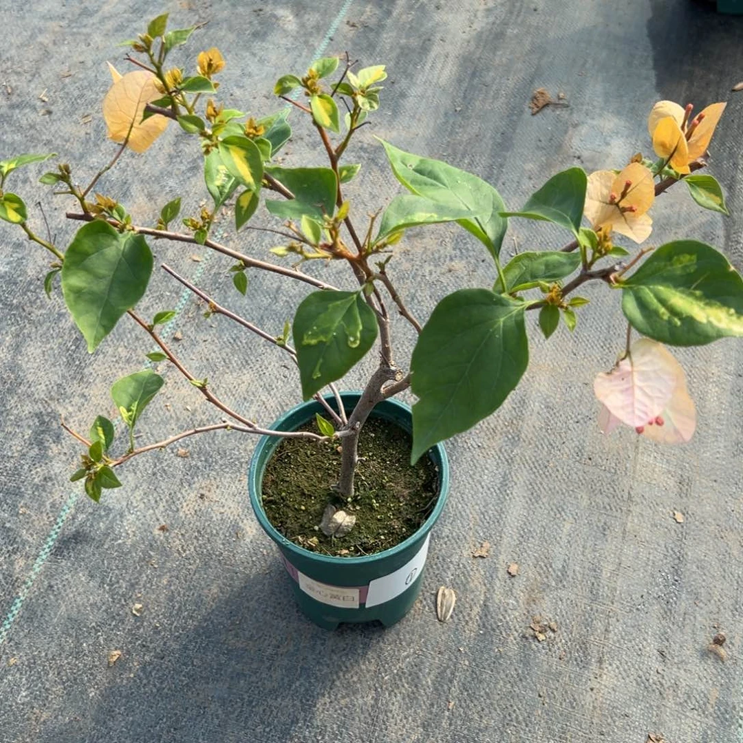 无花朵【1号黄白一棵】