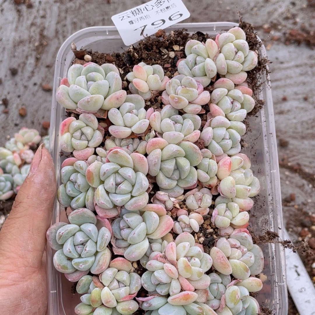 云糖心多肉植物796